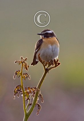 Whinchat (Male)